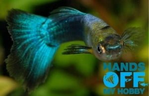 OATA has relaunched its Hands Off My Hobby campaign in the run-up to the May election