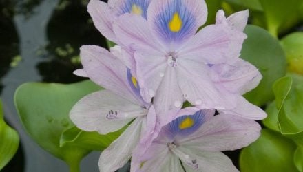Clear these pond plants from shelves for good
