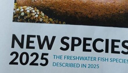 What’s in a name? New fishes report finds 309 new ones
