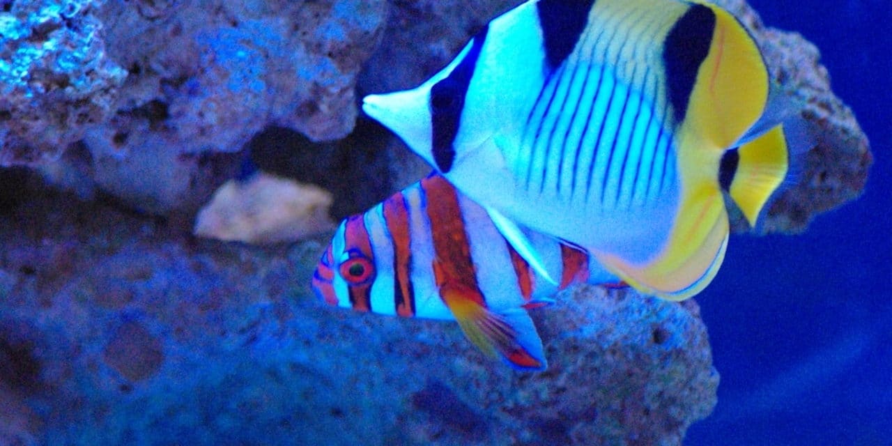 Aquatic shops face animal welfare nightmare as energy prices rocket