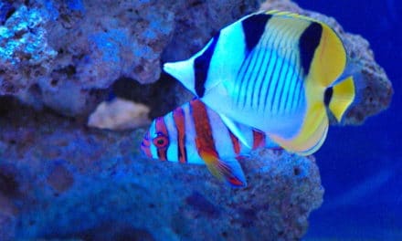 Aquatic shops face animal welfare nightmare as energy prices rocket
