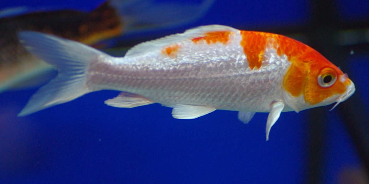 Official ‘thumbs-up’ for pet shop licence scheme