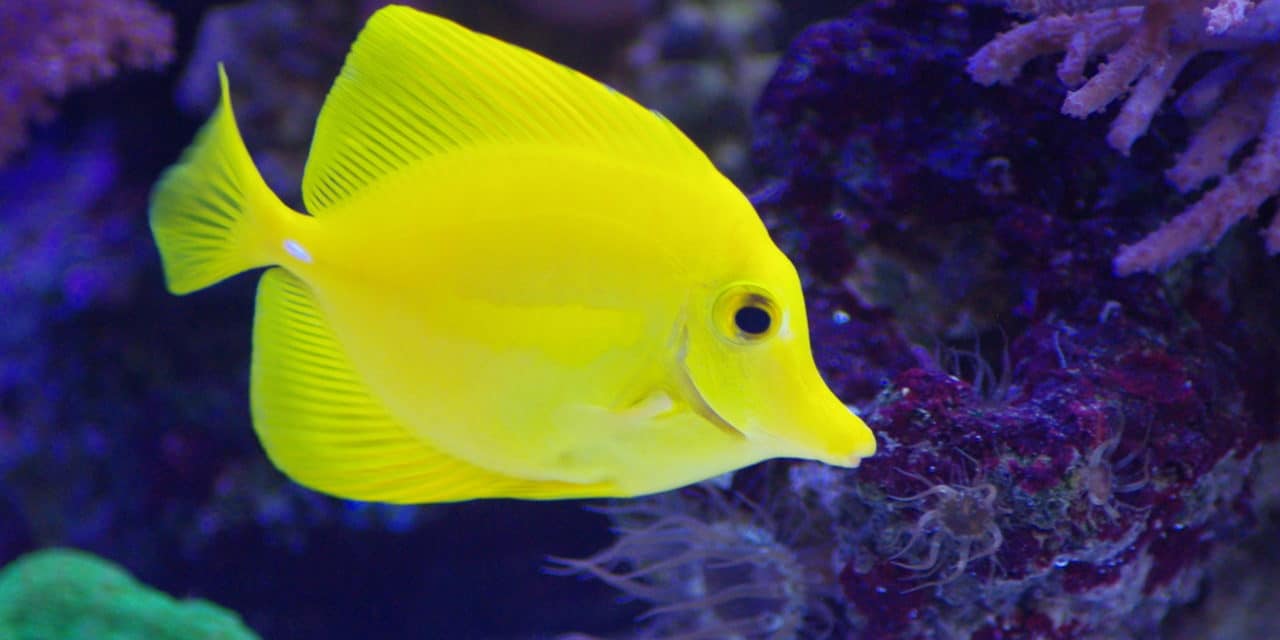 UPDATED: US fish tariff to disappear in the New Year