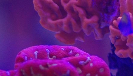 Indonesian coral ban