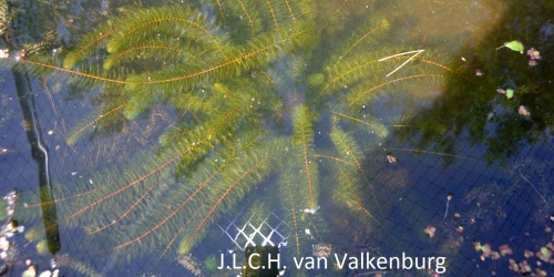 Updated Milfoil guide