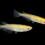 Industry warned to ensure Oryzias species must only be sold for indoor aquariums