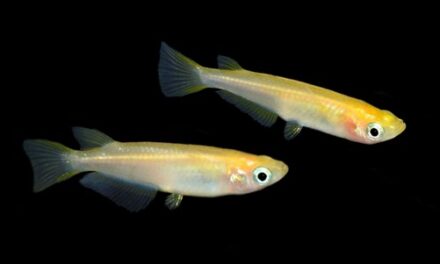 Industry warned to ensure Oryzias species must only be sold for indoor aquariums