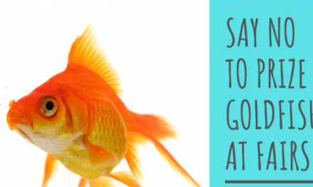 Say no to live fish at fairs!