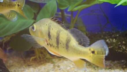 OATA not involved in new aquatics show