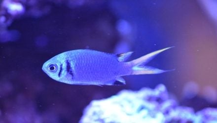 CITES Animal Committee discusses marine fish
