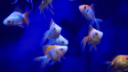 Enrichment advice for shop tanks