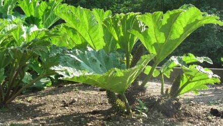 Research shows Gunnera species likely to be a hybrid