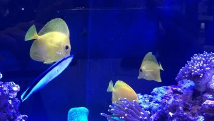 OATA adds its support to Hawaii marine fish industry