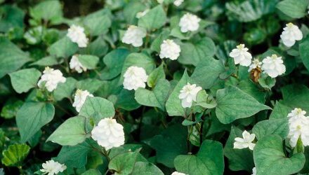 Updated planting advice for Houttuynia cordata
