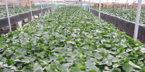 Bring back water hyacinth!