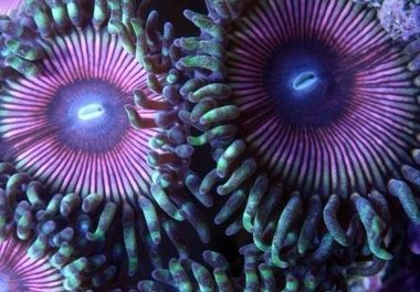 Corals which cannot be imported into the UK