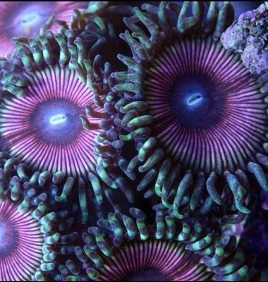 Corals which cannot be imported into the UK
