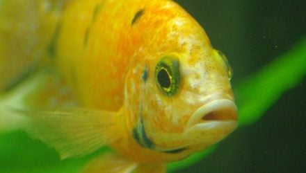 English pet shop licensing review