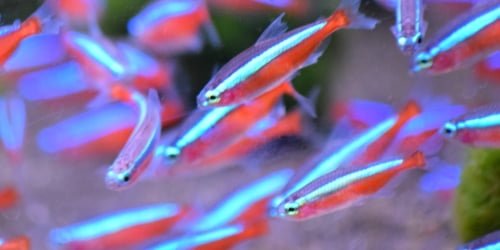 New Scots group to look at exotic pets
