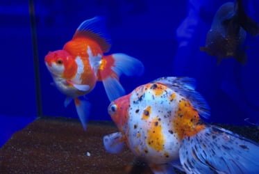 OATA responds to Scottish pet shop licensing review