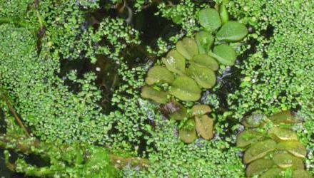 Trade has 12 months to clear stock of two aquatic plants