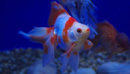 Animal cruelty sentence questioned over fish exclusion