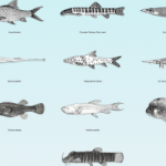 Search is on for the ’10 most wanted’ freshwater fish
