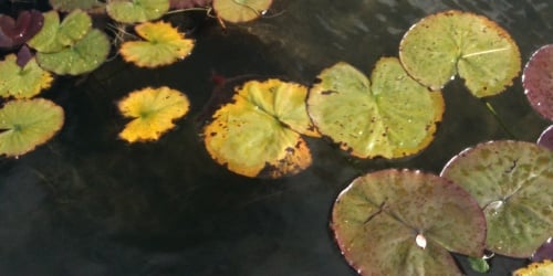 New recommendations on buying snails & mussels for garden ponds