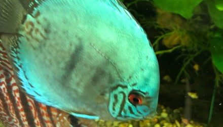 New qualification to lose ornamental fish focus