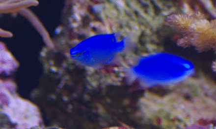 New report reveals the benefits of ornamental fish caught in the wild