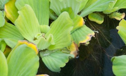 Another plant ban looms from EU