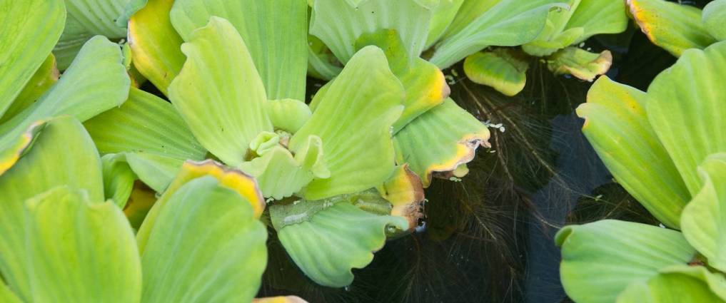 Water lettuce plant gets reprieve from EU sales ban