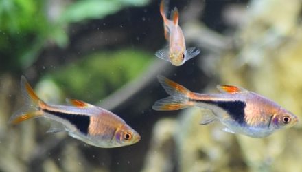New pet shop licensing regime coming to Wales