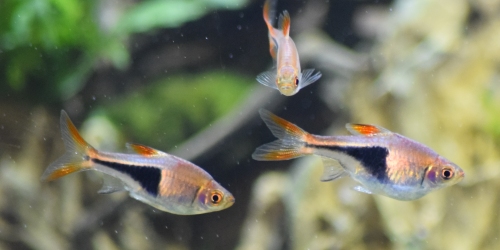 New pet shop licensing regime for Wales