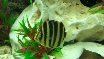 MPs add their voice to ban UK wildlife imports like tropical fish