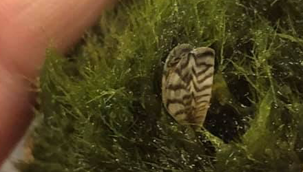 Avoid moss balls from Ukraine